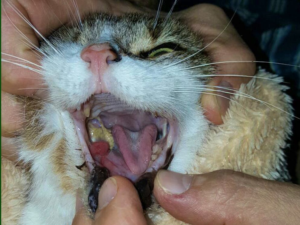 Tierquälerei: Haustiere werden oft halbtot ins Tierhaus abgeschoben. Zahnfleisch und Zähne dieser Katze waren so entzündet, dass sich bei den Backenzähnen schon Eiter bildete.
