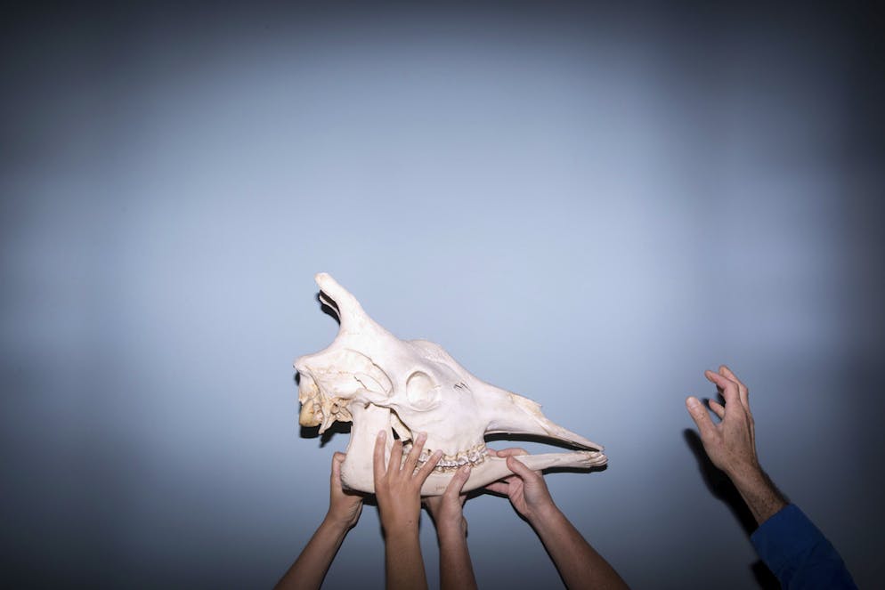 Neues Naturmuseum schockiert religiöse Kreise in Israel. Impressionen vom Bezug des Museums