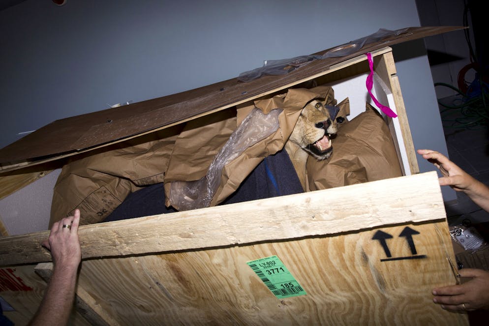 Neues Naturmuseum schockiert religiöse Kreise in Israel. Impressionen vom Bezug des Museums
