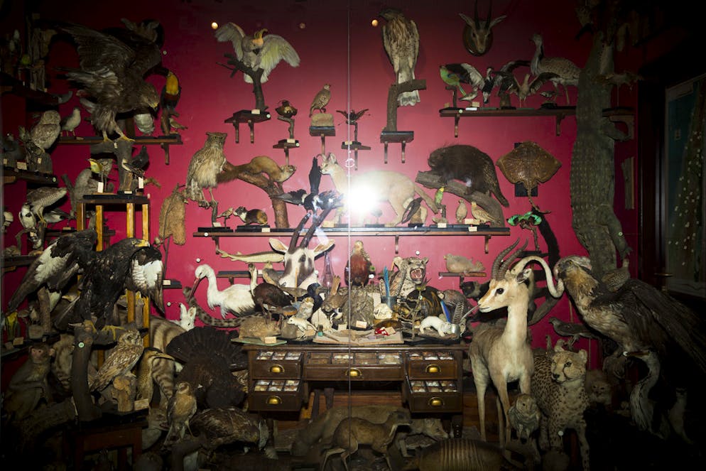 Neues Naturmuseum schockiert religiöse Kreise in Israel. Impressionen vom Bezug des Museums