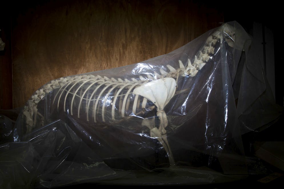 Neues Naturmuseum schockiert religiöse Kreise in Israel. Impressionen vom Bezug des Museums