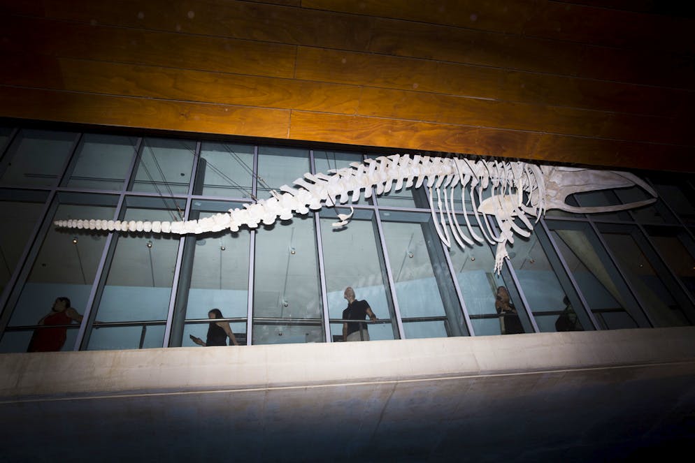 Neues Naturmuseum schockiert religiöse Kreise in Israel. Impressionen vom Bezug des Museums