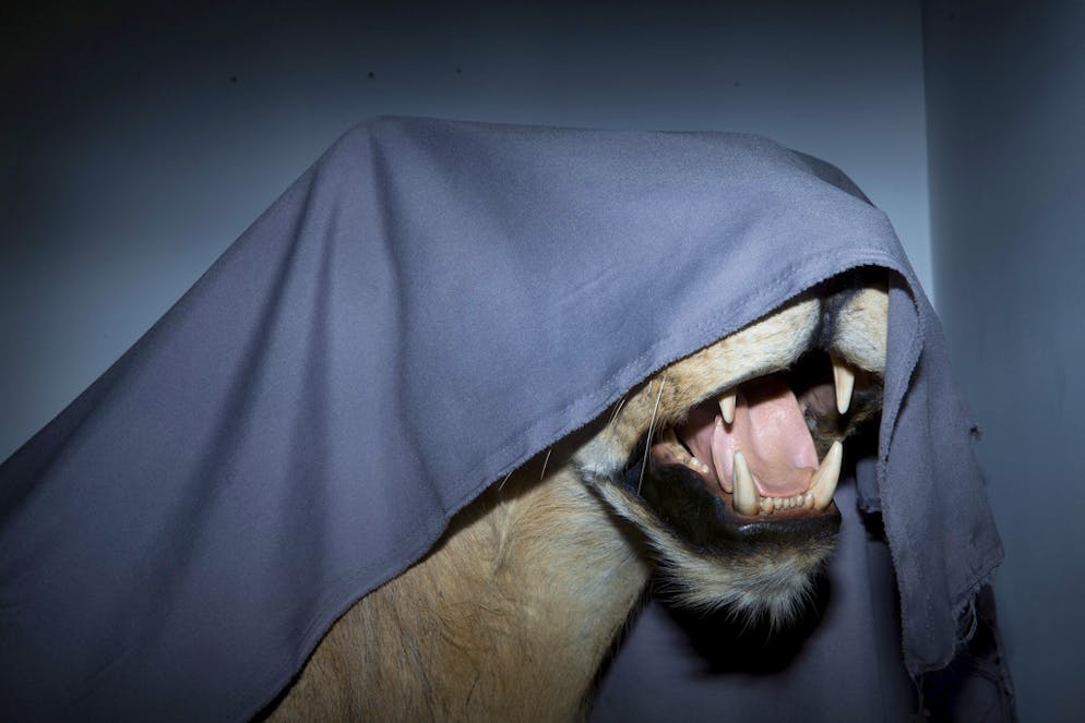 Neues Naturmuseum schockiert religiöse Kreise in Israel. Impressionen vom Bezug des Museums