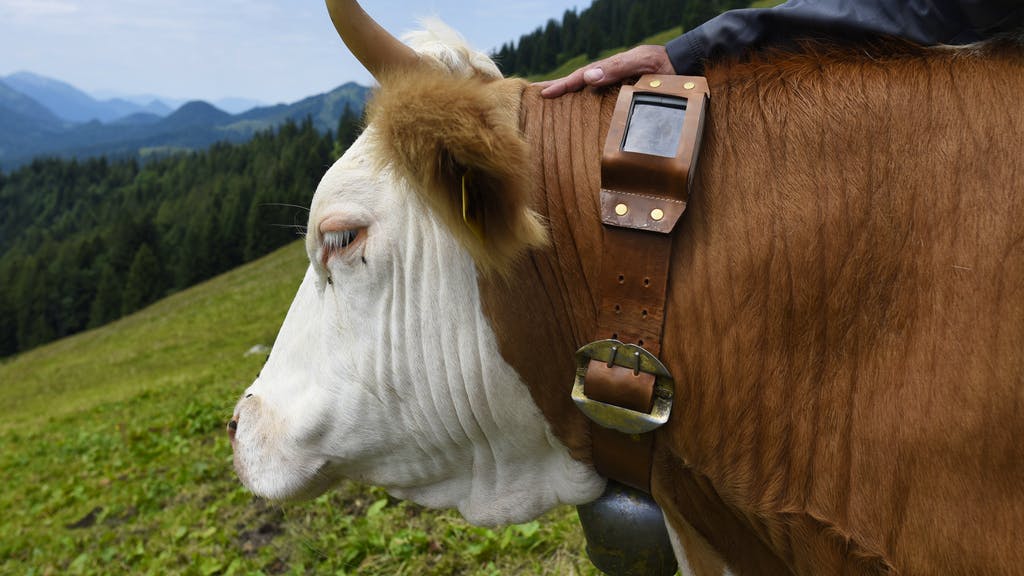 Hightech im Hochgebirge. Funken statt bimmeln - die Kuh von heute trägt «GPS-Glocke»