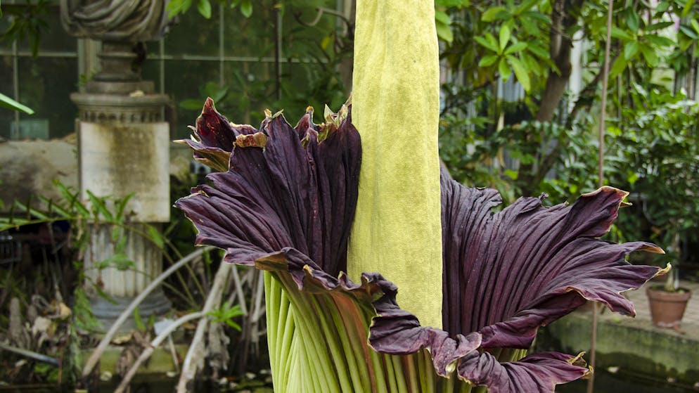 Das sind die verrücktesten Pflanzen der Welt. Blüte mit Heizung: Naht die Blütezeit, macht die Titanwurz eine erstaunliche Verwandlung durch: Bis zu zehn Zentimeter am Tag schiesst ihr gigantischer Blütenstand nach oben. Und um Insekten für die Befruchtung anzulocken, verströmt das Fortpflanzungsorgan einen Aasgeruch und heizt sich auf 36 Grad Celsius auf.