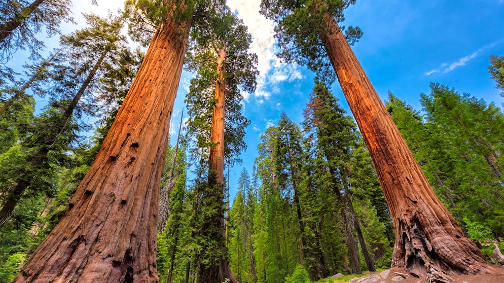 Das sind die verrücktesten Pflanzen der Welt. Gross, grösser, am grössten: Der Riesenmammutbaum (Sequoiadendron giganteum) im Westen der USA ist das massivste beziehungsweise voluminöseste bekannte Lebewesen der Welt. Der immergrüne Baum kann bis zu 95 Meter hoch und einen Stammdurchmesser von 17 Meter haben.