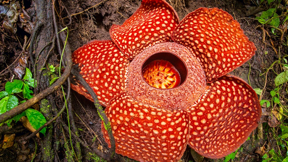 Das sind die verrücktesten Pflanzen der Welt. Kletternder Parasit: Mit einem Durchmesser von über einem Meter bildet die Riesenrafflesie (Rafflesia amoldi) die grösste Einzelblüte. Allerdings existiert die gigantische Blüte der Kletterpflanze nur wenige Tage, dann zerfällt das rote, nach Aas riechende Organ. Zurück bleibt ein Haufen schwarzen Schleims.