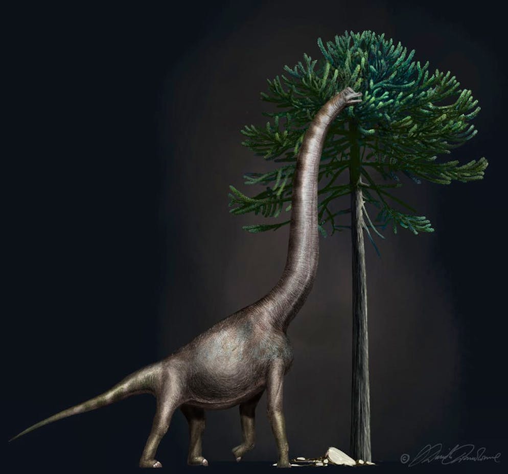 Le plus grand dinosaure découvert en Australie appartient à une espèce  inconnue