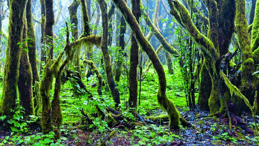 Naturparadies. Geheimnisvolle Wälder: Vom Glück im Grünen zu sein
