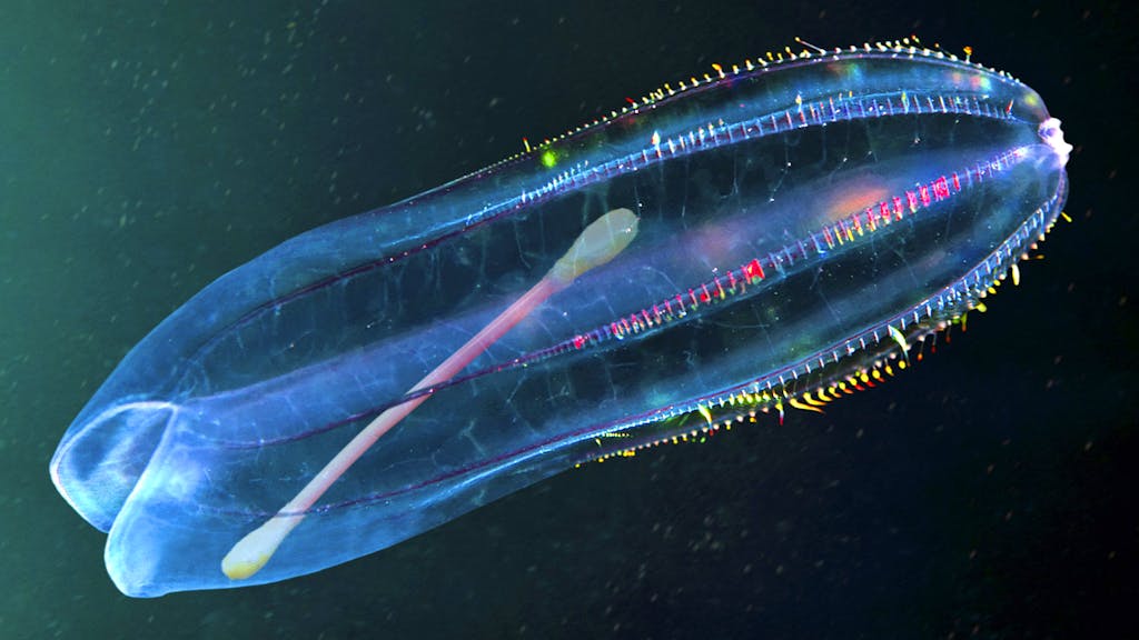 Plastik im Ozean. So leiden Meerestiere unter unserem Müll