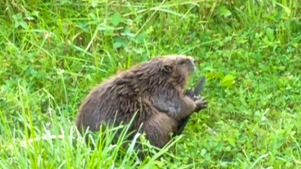 In der Stadt gesichtet. Biber entzückt Zürcher Spaziergänger