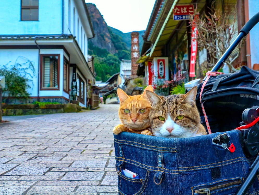 Traveling cats. Кот путешественник. Коты путешественники. Кот путешествует. Путешествие с кошкой.