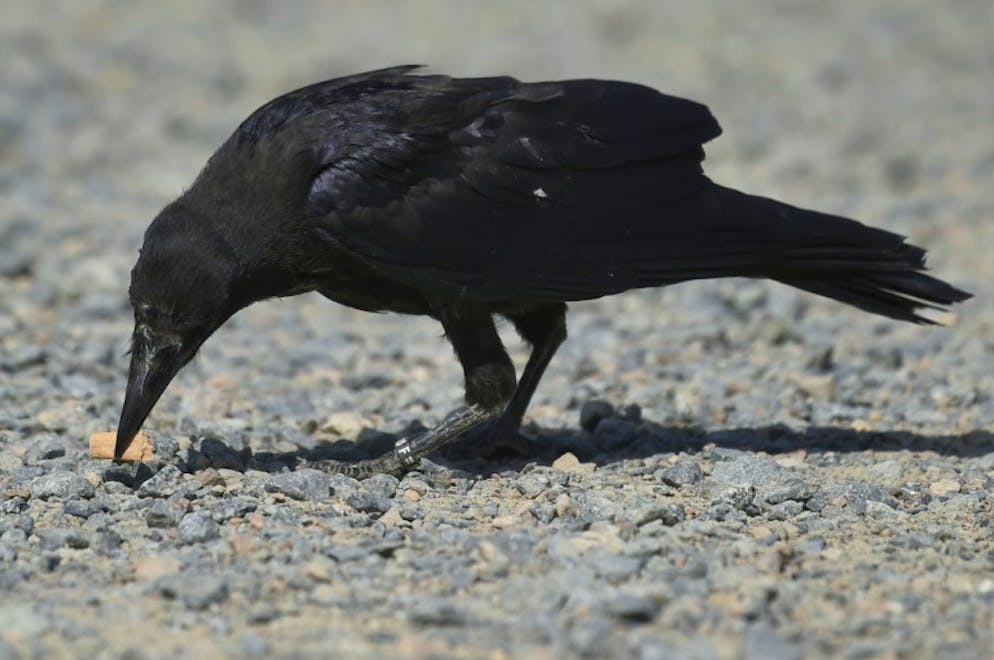 Un corbeau dressé à ramasser les mégots au parc de loisirs du Puy-du-Fou le 14 août 2018