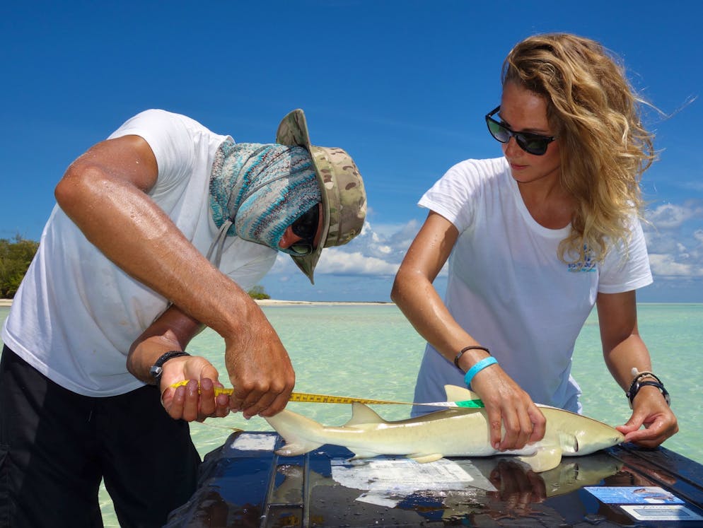 «Wasserwelten»: Ornella Weideli erforscht Haie. Ornella Weideli vermisst mit ihrem Kollegen im St. Joseph Atoll, Seychellen, einen Zitronenhai.