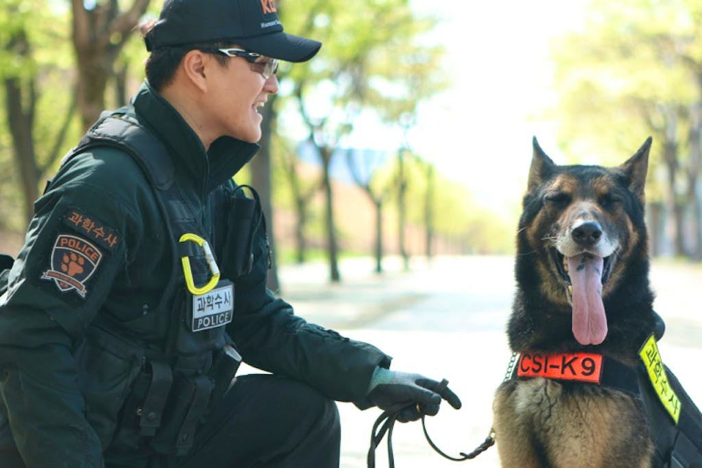 Corée du Sud: cérémonie d'hommage à un chien policier mort en service