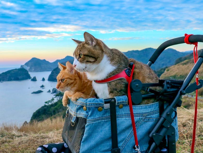 Коты путешественники