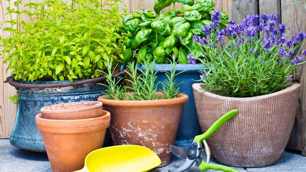 Kamille und Co.. Keine Hexerei: So gedeihen Kräuter auf der Fensterbank