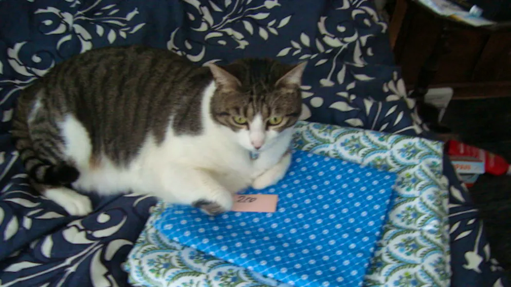 Mon animal est tellement paresseux