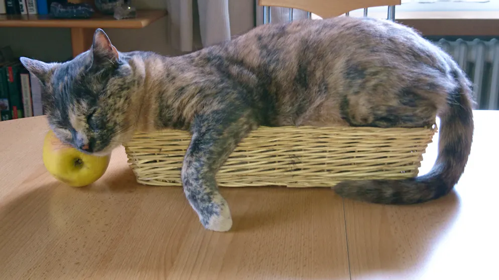 Mon animal est tellement paresseux