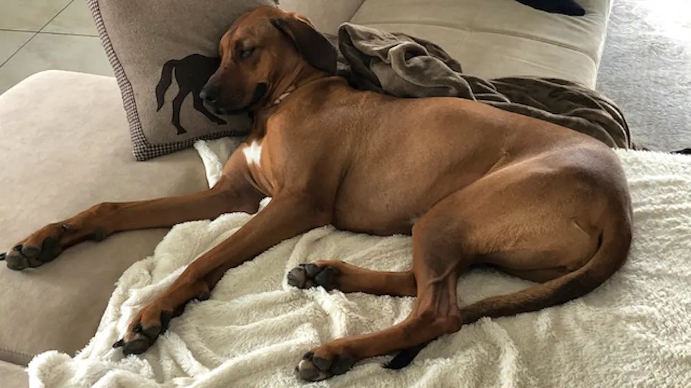 Il mio animale domestico è pigro