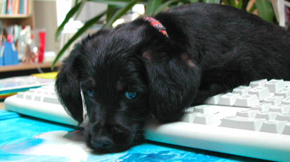 Mon animal est tellement paresseux