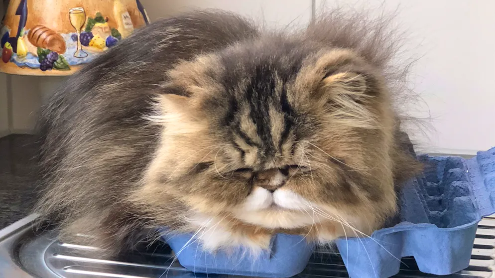 Il mio animale domestico è pigro