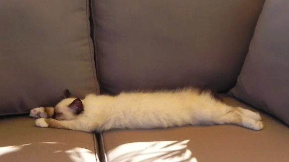 Il mio animale domestico è pigro