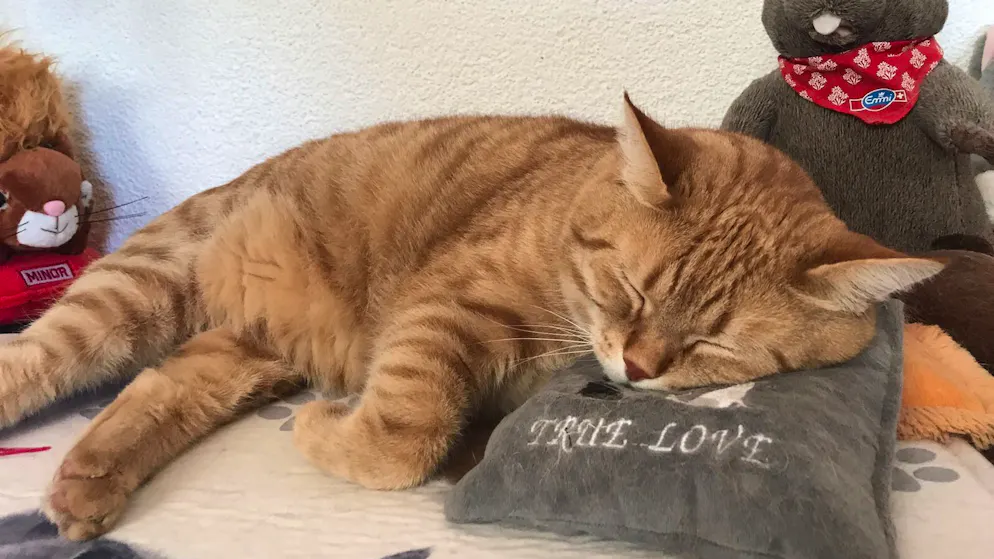 Il mio animale domestico è pigro