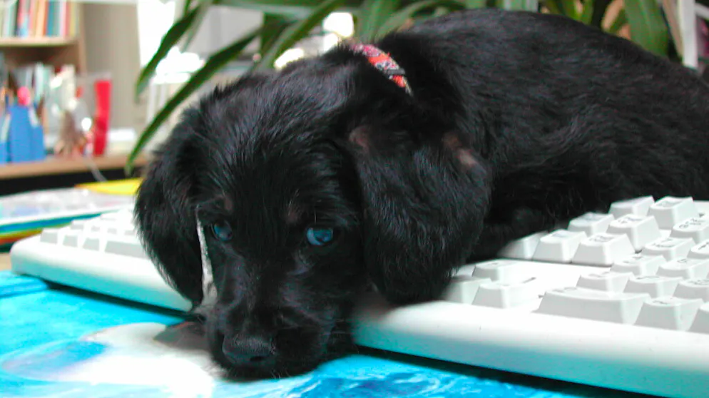 Il mio animale domestico è pigro