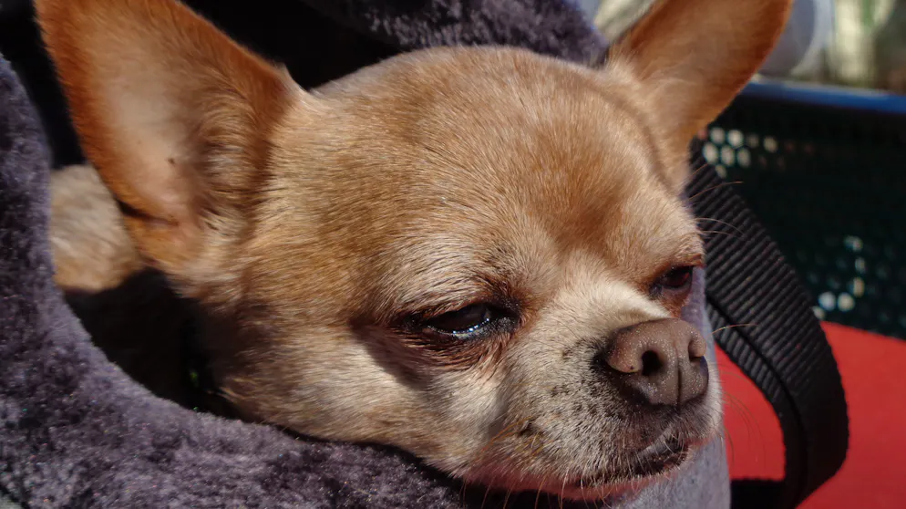 Mon animal est tellement paresseux