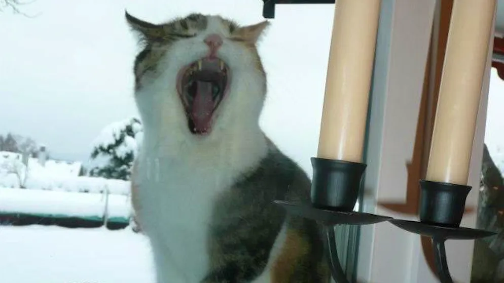 Il mio animale domestico è pigro