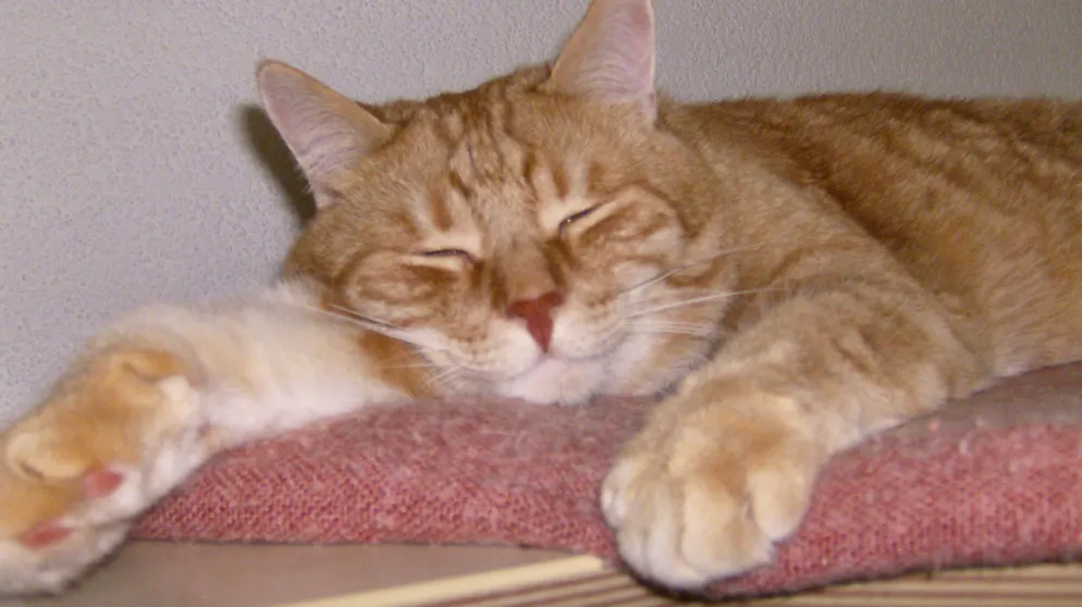 Il mio animale domestico è pigro