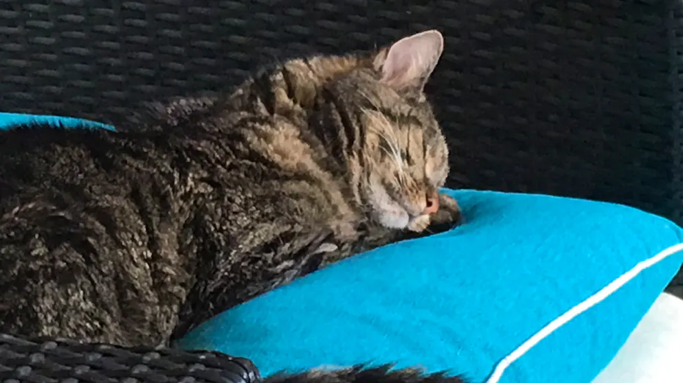 Mon animal est tellement paresseux