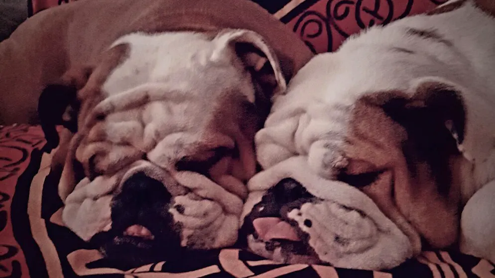 Mon animal est tellement paresseux