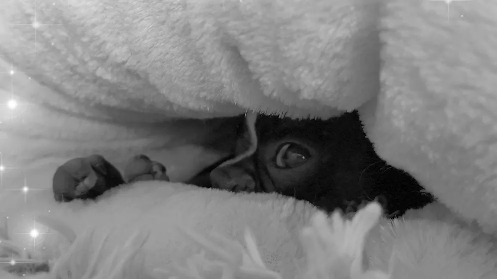 Il mio animale domestico è pigro