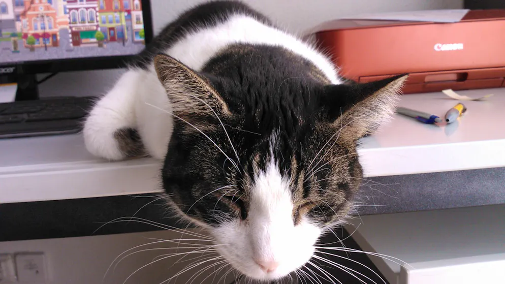 Mon animal est tellement paresseux