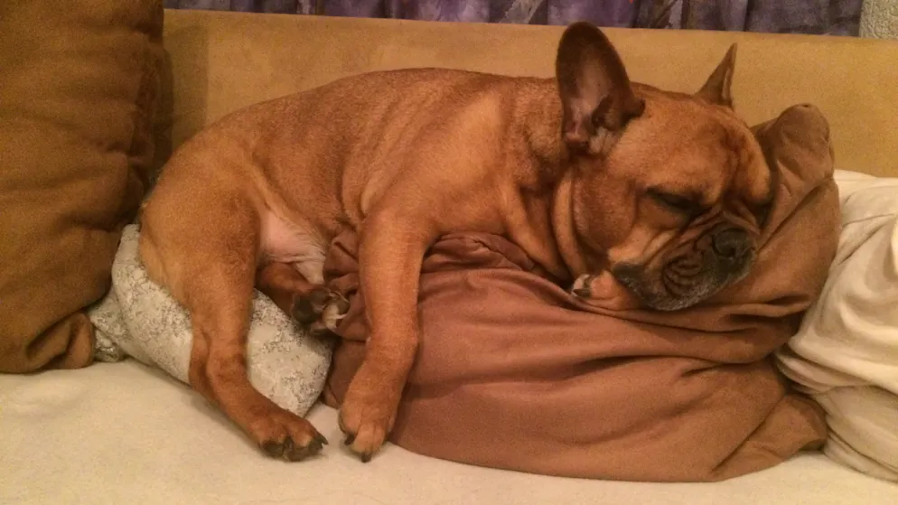 Mon animal est tellement paresseux