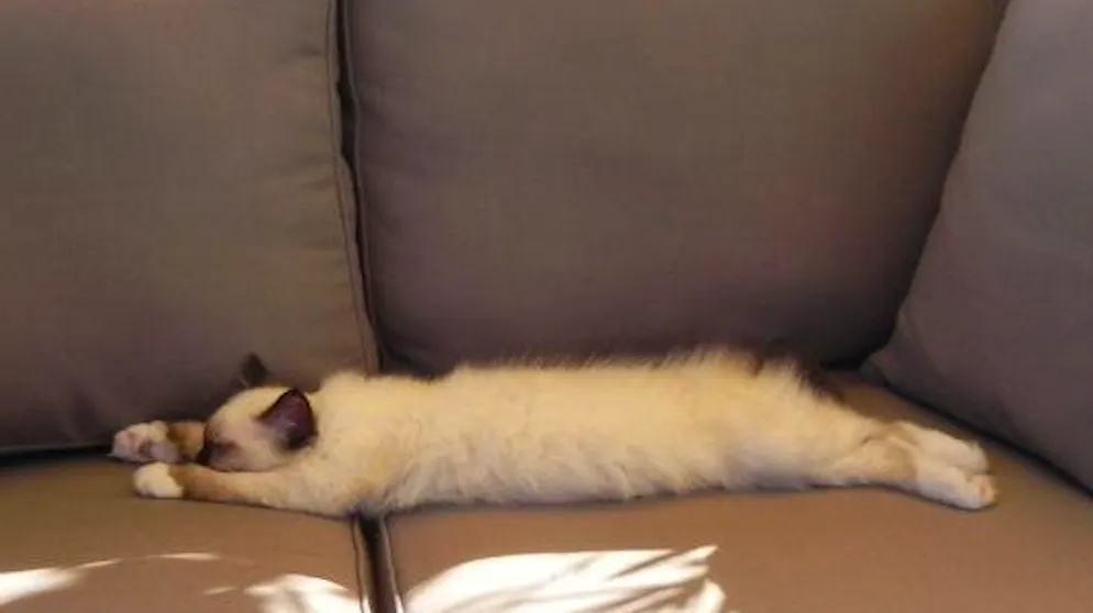 Mon animal est tellement paresseux