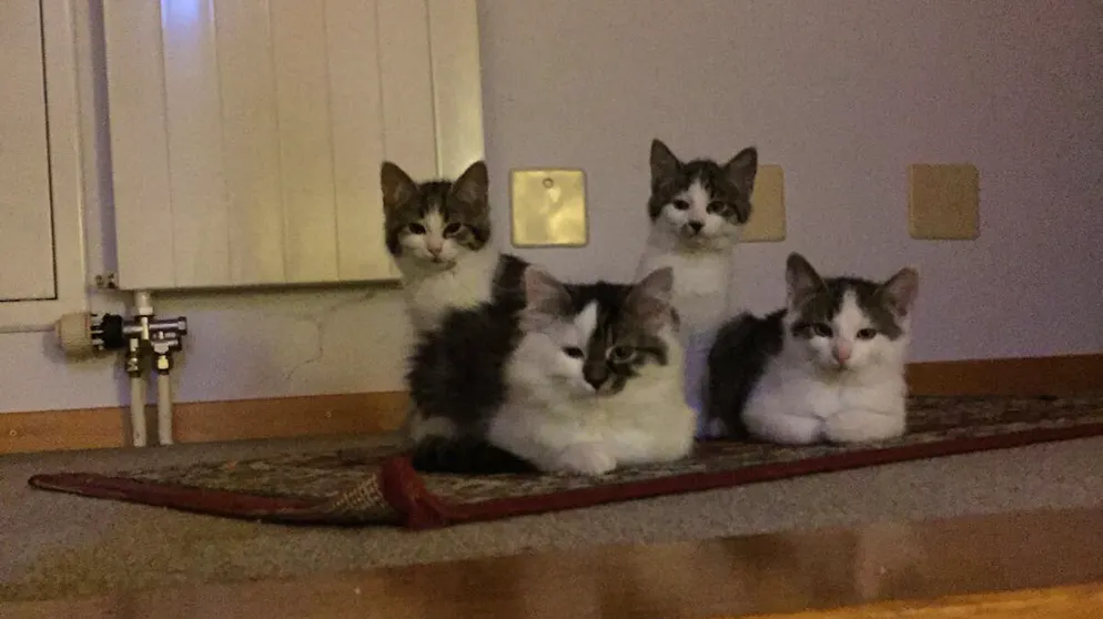 Il mio animale domestico è pigro