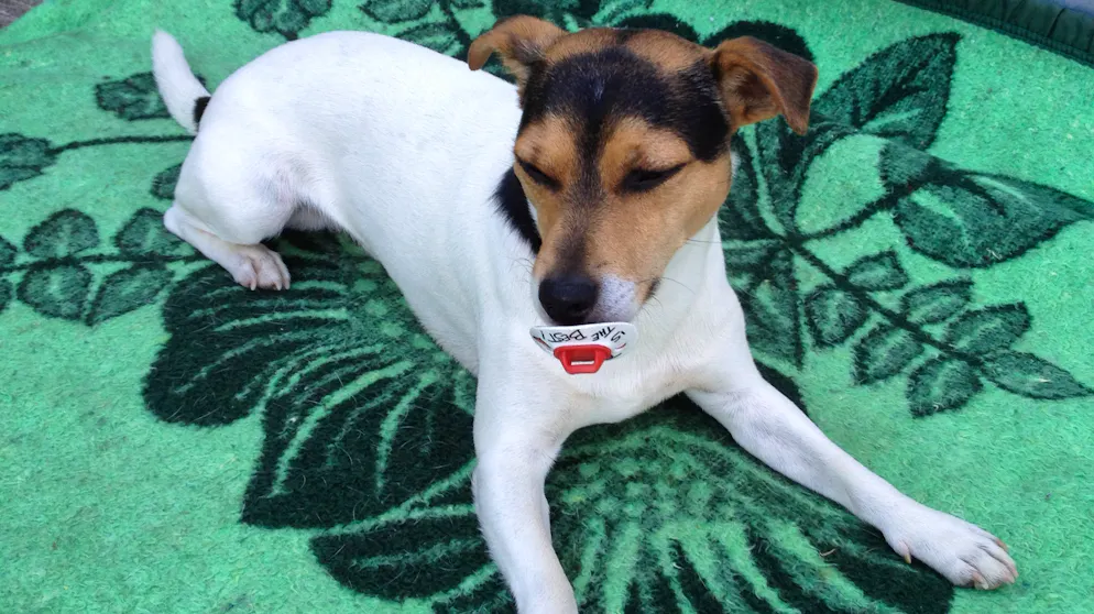 Il mio animale domestico è pigro