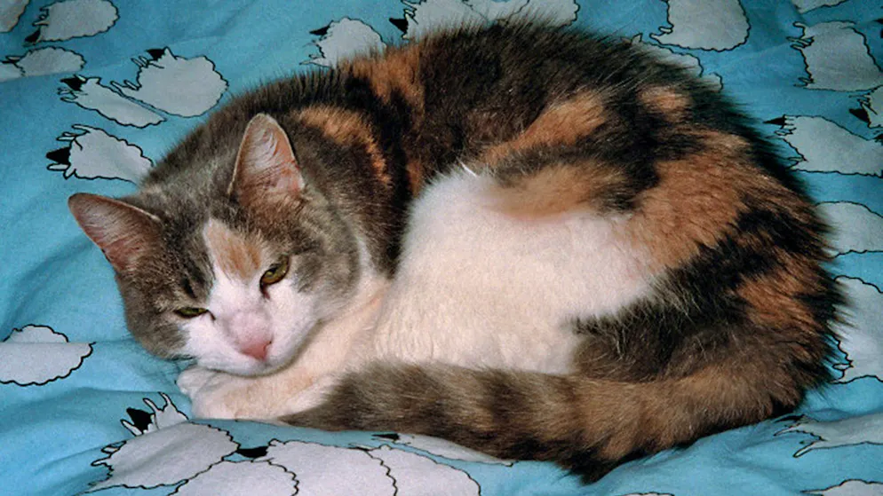 Mon animal est tellement paresseux