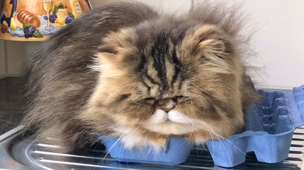 Mon animal est tellement paresseux