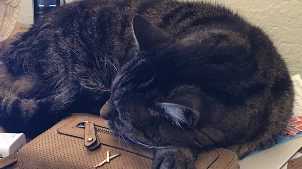 Il mio animale domestico è pigro