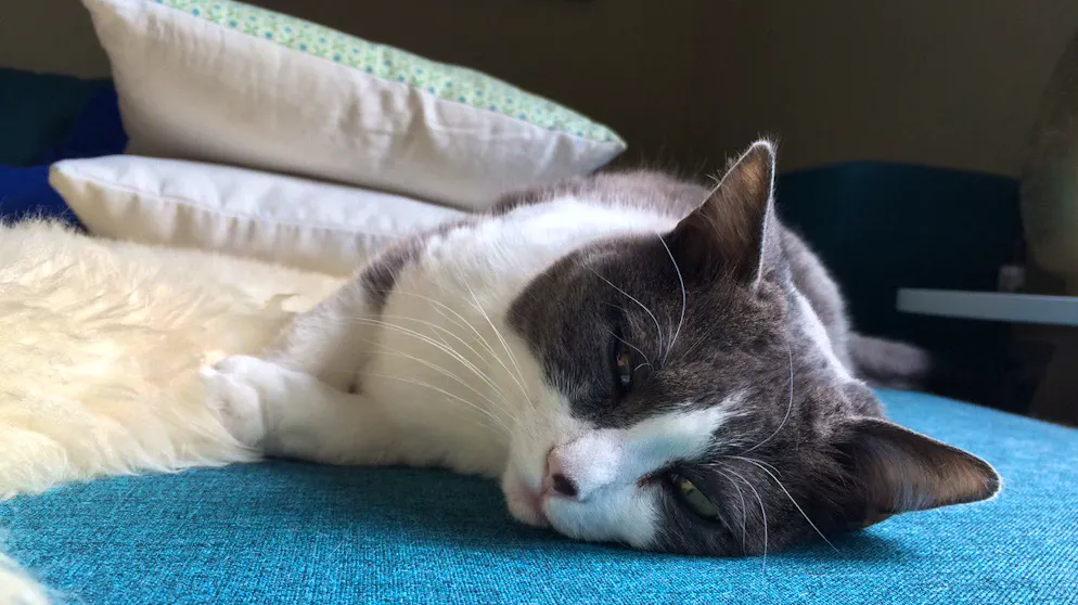 Mon animal est tellement paresseux