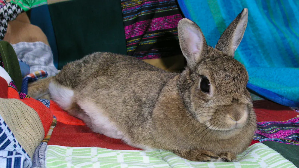 Mon animal est tellement paresseux