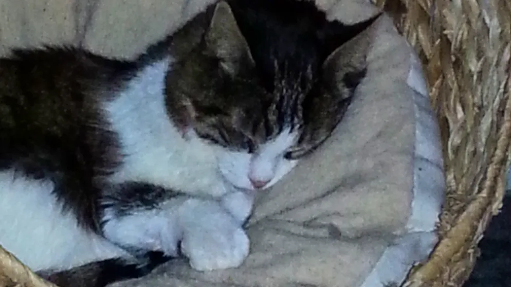 Mon animal est tellement paresseux