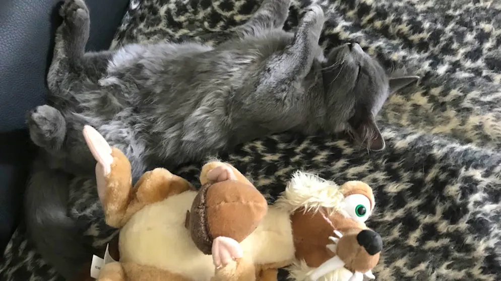 Il mio animale domestico è pigro