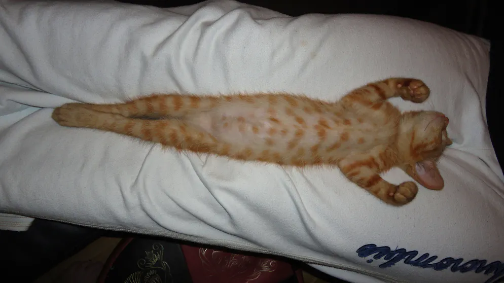 Mon animal est tellement paresseux