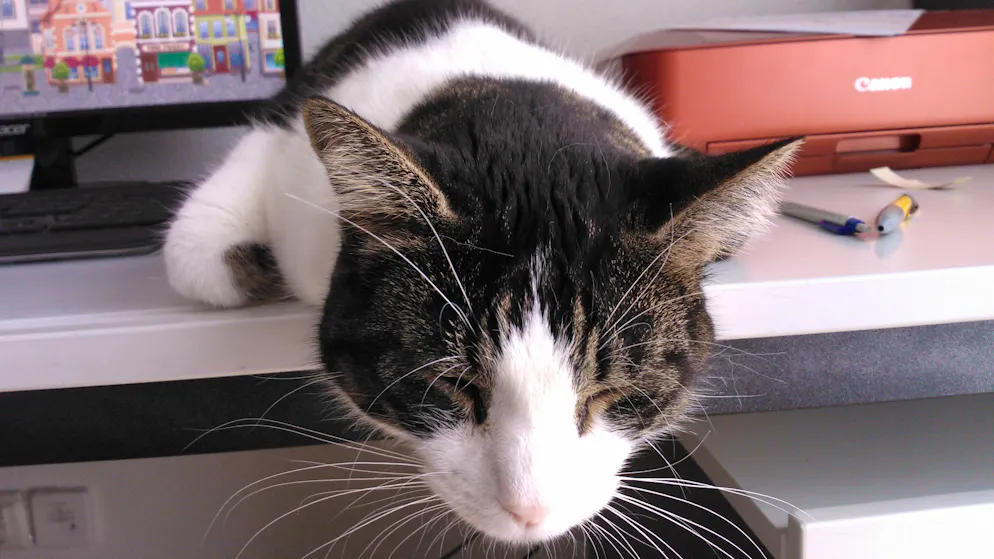 Il mio animale domestico è pigro