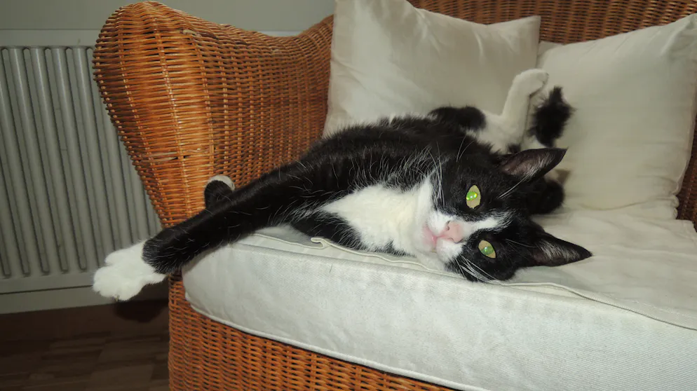 Mon animal est tellement paresseux